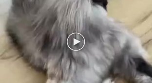 Первый вопрос будет, где взять такого кота