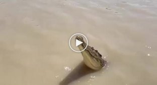Крокодил та його стрибок із води