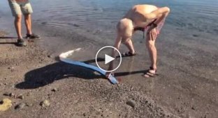 На Канарських островах врятували оселедцевого короля