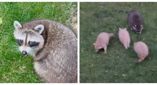 Mother-raccoon brought rare babies to visit (12 photos + 1 video)