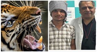 In India, a teenager managed to escape from a tiger by pulling its tongue (3 photos)