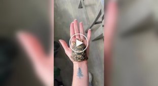 The process of turtle shell growth