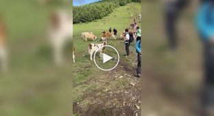 В Китае коровы напали на туриста, который тыкал в них тростью