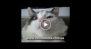 How to make a cat sneeze?