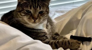 Коту понравился пистолет, напечатанный хозяином (4 фото)