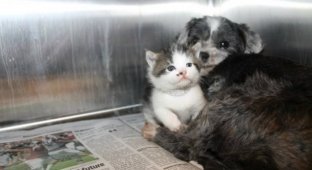 Собака врятував крихітне кошеня і вигодував його, як цуценя (8 фото)