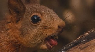 A selection of funny and very photogenic squirrels (14 photos)