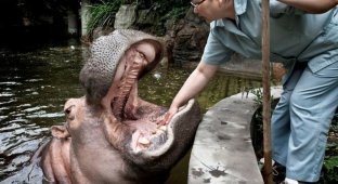 Чистка зубов бегемота в Шанхайском зоопарке (14 фото)