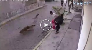 Dogs pulled down a pedestrian's pants