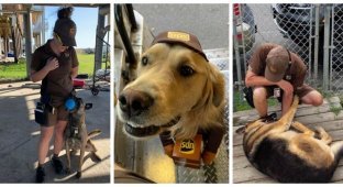 25 собак, которые очень любят почтовых курьеров (26 фото)