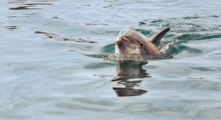 The most heroic dolphin in history, who saved hundreds of sailors (6 photos)