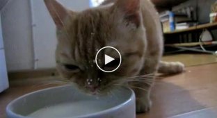Милый котенок пьет молоко