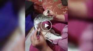 The happiest crocodile in the world