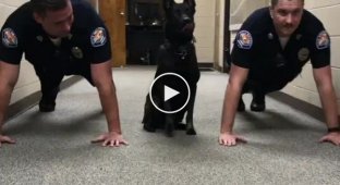 Полицейский пёс присоединился к офицерам во время тренировки