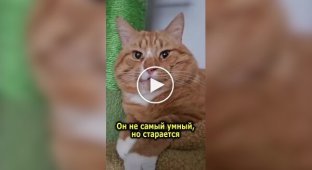 Особенный рыжий кот