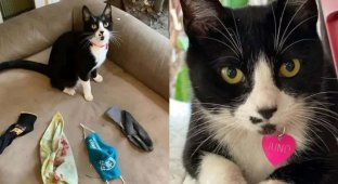 City "Terrorized" by Cat Robbing Other People's Homes to Please Its Owner (4 photos)