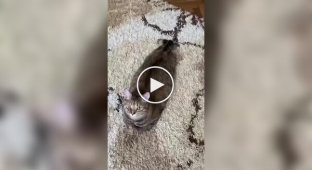 Кіт прикинувся тюленем