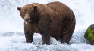 Косолапого зі зламаною щелепою визнано найгодованішим ведмедем Аляски (3 фото + 1 відео)