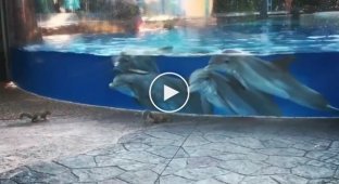 Dolphins stare at squirrels in the aquarium