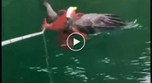 Канадський орлан помилився зі здобиччю