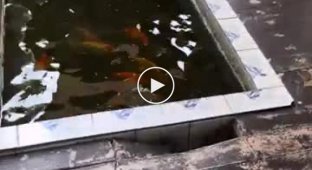 The dog pulled the pigeon out of the fish pool in front of his owner