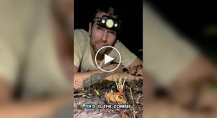 Tarantula fell victim to zombie mushroom