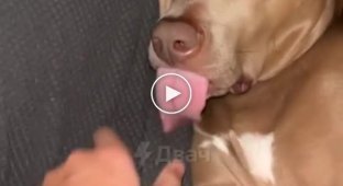 Язык у спящего собаки