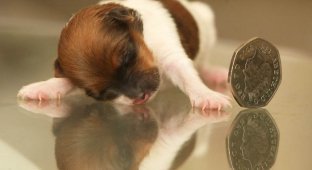 Крошечный щенок по кличке Чудо (6 фото)