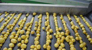 Как выращивают, собирают и обрабатывают картошку (31 фото)