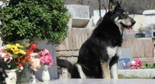 Верный пес убежал из дома к могиле хозяина и живет там уже 6 лет (11 фото)