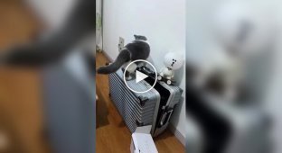 Кішки, які самі себе загнали в пастку