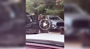 Попытка покормить медведя с рук