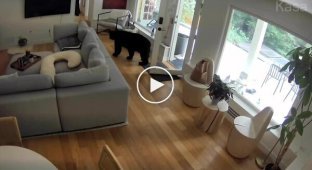 Грозный шпиц прогнал медведя