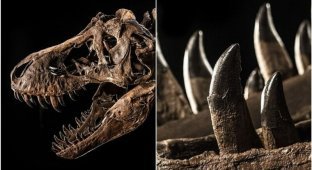 Скелет тираннозавра выставят на аукционе за 25 миллионов долларов (11 фото)