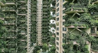 Новый жилой комплекс в Китае зарос зеленью и оккупирован комарами (11 фото + 1 видео)