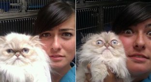 Cats who just realized they were taken to the vet (22 photos)
