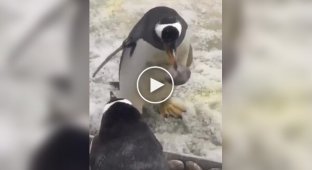 Пінгвін показав, що знається на відносинах