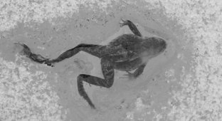 Интересное о природе (21 фото)