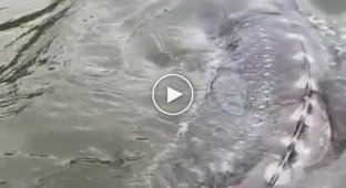 В Канаде засняли морское чудище