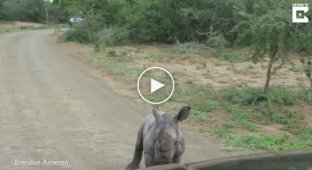 Маленький носорог пытается напугать машину