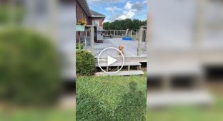 Puppy's reaction to steps