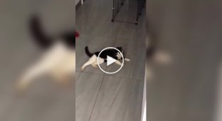Як змінюється звук у котів, коли вони бачать людину