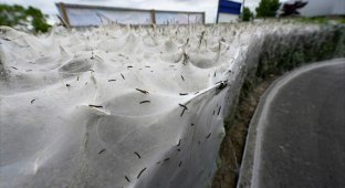 Тысячи гусениц превратили куст в огромный кокон (9 фото)