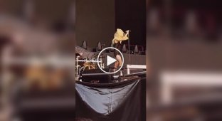 A bat bit a singer at a concert