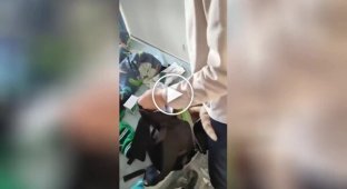 «Я с тобой!»: кот запрыгивает в рюкзак школьника
