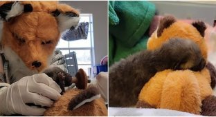 Rescuers came up with an unusual way to feed a baby fox (6 photos + 1 video)