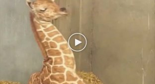 Little giraffe who hasn't learned to sleep with his neck yet
