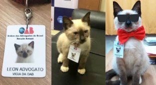 Как бездомный котенок получил должность помощника адвоката (7 фото)