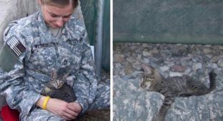 Женщина-солдат отказалась покидать Афганистан без больной кошки (8 фото)