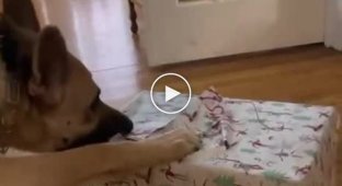 Funny reaction of a dog to a New Year's gift